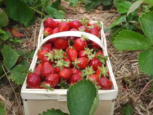 Erdbeeren in einem Spannkorb im Erdbeerfeld