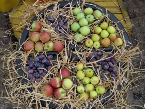 Äpfel und Pflaumen liegen auf Stroh zwischen den Speichen eines Holzrads